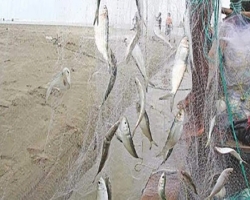 ওসমানীনগরে কারেন্ট জালে মাছ শিকার